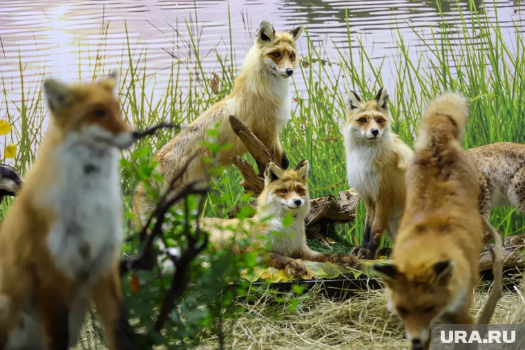 В Петуховском и Притобольном округах Курганской области объявили охоту на лисиц
