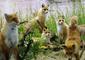 Еще в одном курганском округе объявили охоту на лис из-за угрозы населению