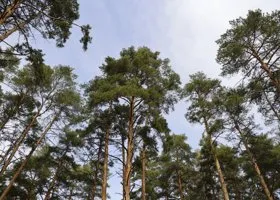 В Кургане продлили запрет на посещение лесов