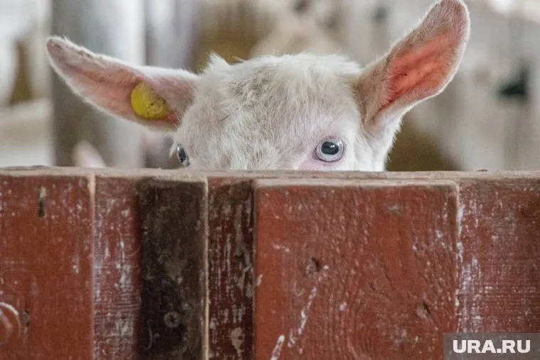 Владельцы фермы заявили, что у них нет животных таких пород