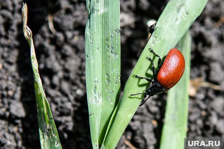Жители Ноябрьска предположили, что это июньский жук (архивное фото)