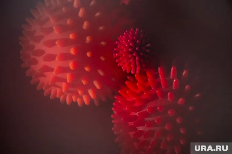 Один из вирусов схож с коронавирусом и имеет возможность закрепляться в клетках человека