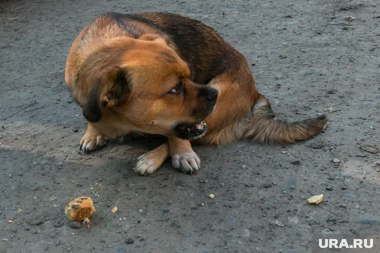 У чиновников закончились деньги на отлов собак