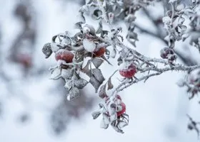 В Челябинскую область ночью придут 10-градусные морозы