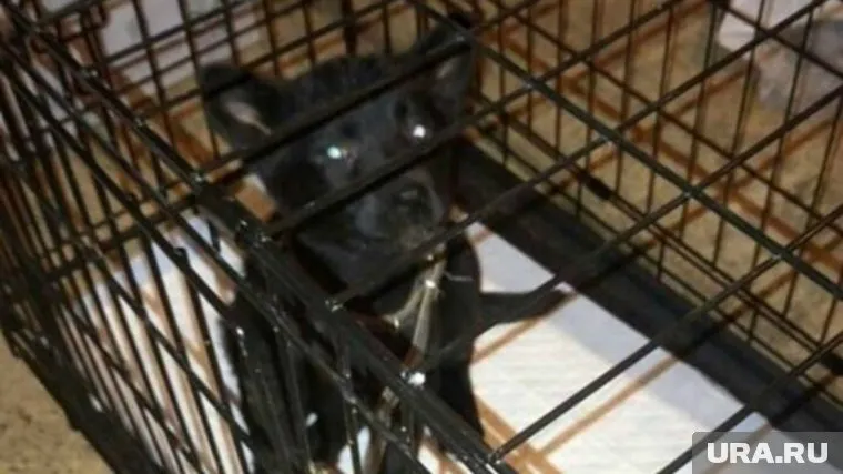 Теперь пес ждет новых хозяев