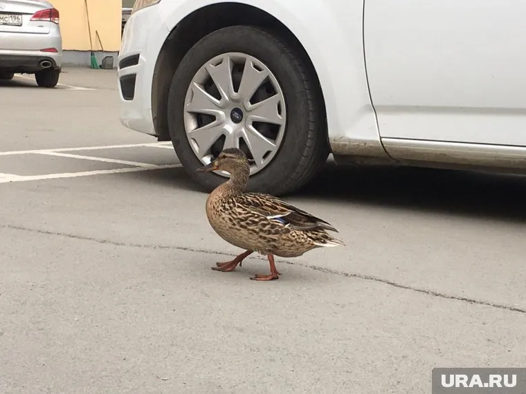 Спустя некоторое время утка улетела с территории свердловского ГУ МВД, но вернулась через несколько часов с селезнем
