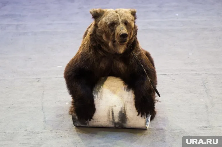 В ЯНАО заметили медведицу с медвежатами (фото из архива)