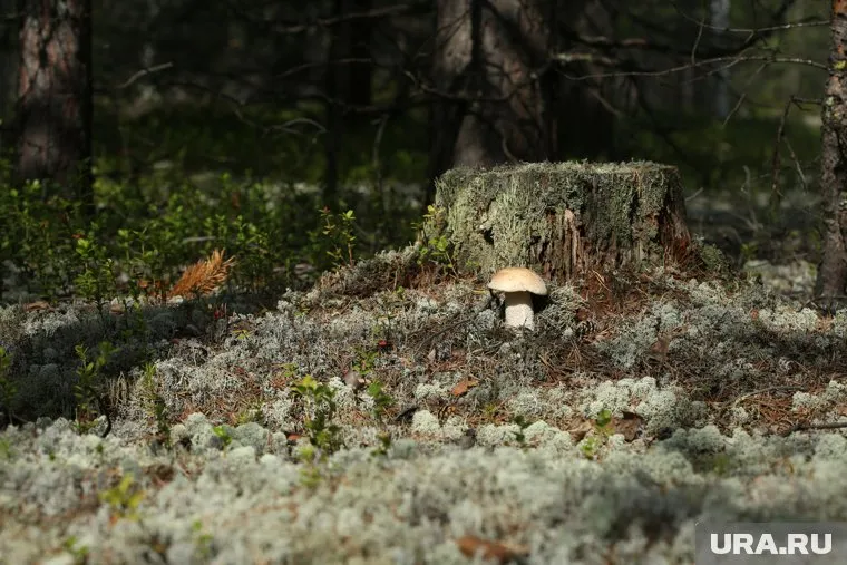 В лесах Челябинской области с начала лета находят много грибов