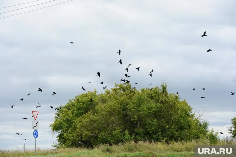 Птица оказалась не похожа на других пернатых обитателей городской черты