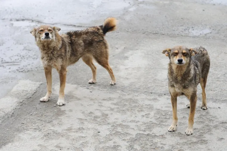 Дворняги. Собаки. Бродячие животные. Челябинск