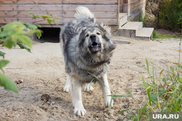 Власти ХМАО разработали алгоритм определения агрессивных собак для эвтаназии