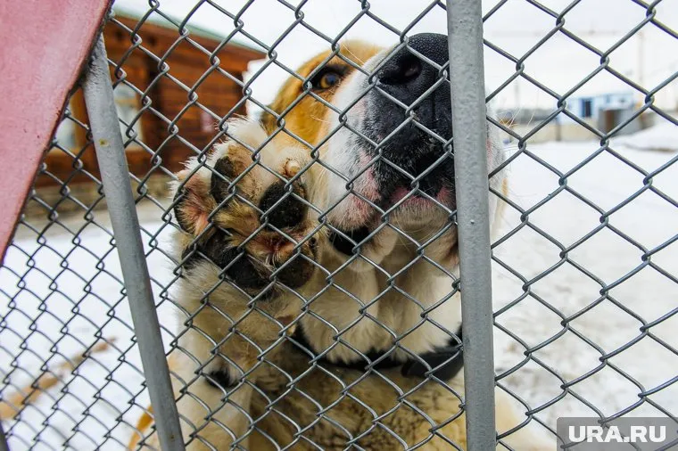 Приюты для животных нужно размещать вне жилых кварталов