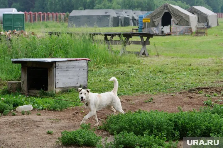 В Нижневартовске неизвестные сожгли будки для бездомных собак