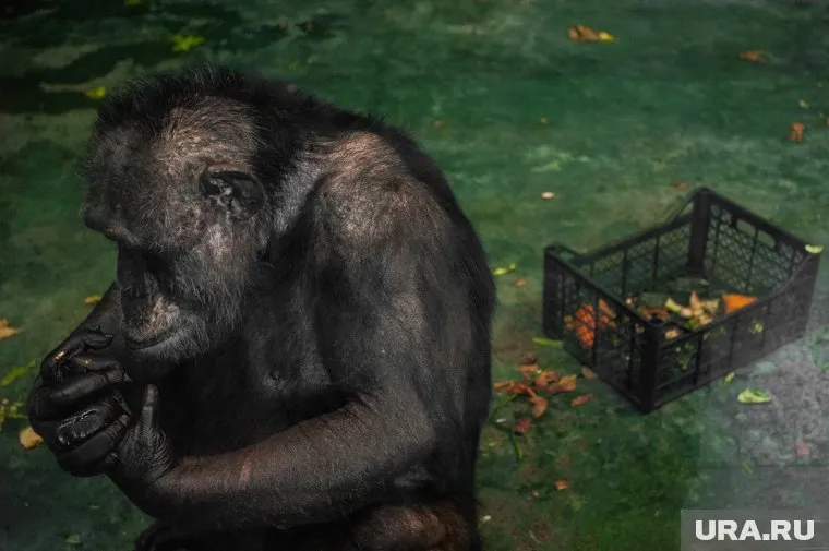 Дрессировщик беспокоится за шимпанзе