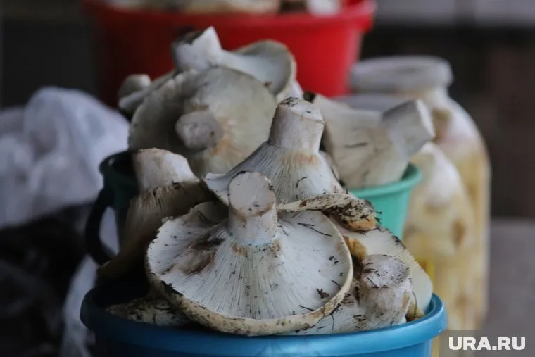 Священник раскрыл прихожанам грибное место в Кетовском районе