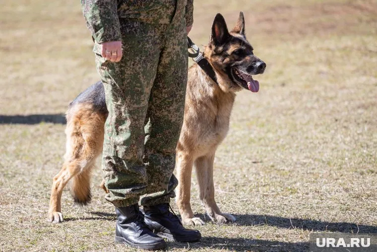 Собак планируется обучать, пока они находятся в отпуске вместе с бойцами