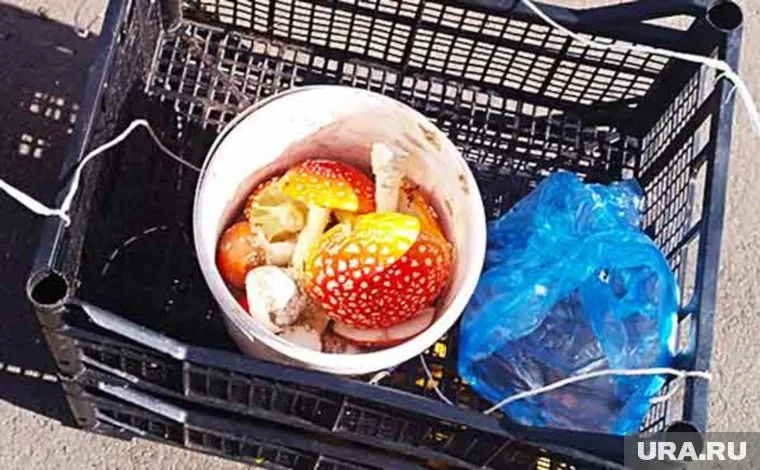 Небольшая горстка стоит 200 рублей