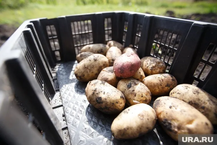 Картофель подорожал больше, чем другие продукты