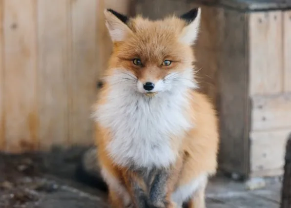 Фотография из галереи