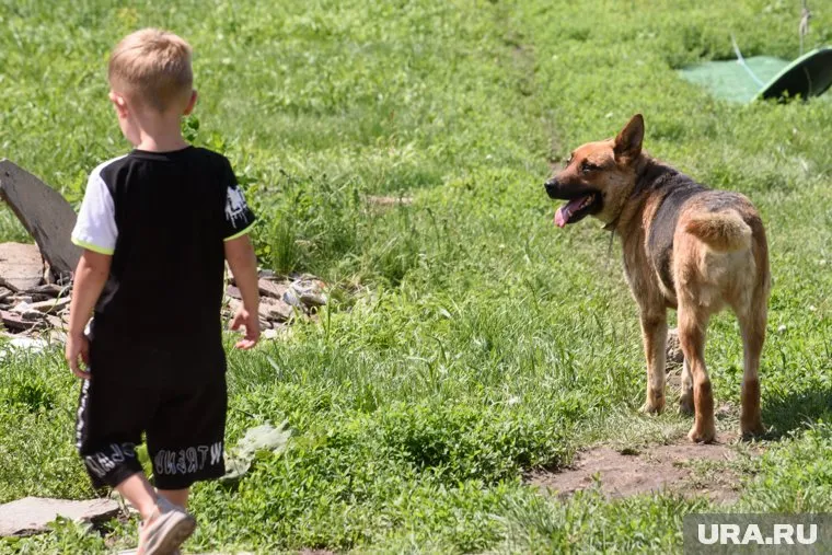 Собака поцарапала мальчика