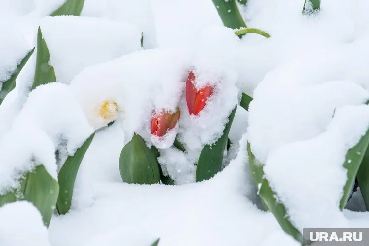Московская область борется с последствиями майского снегопада