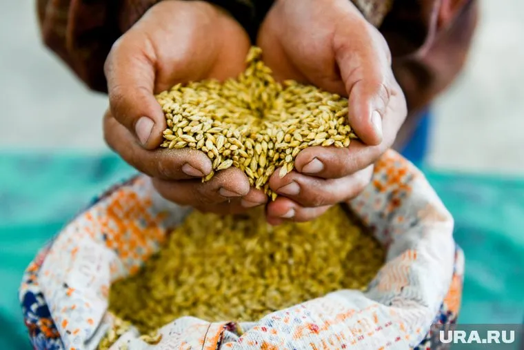 В 2023 году Тюменская область экспортировала за рубеж 170 тысяч тонн зерна и продуктов переработки