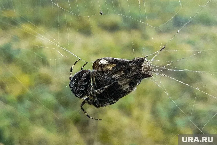 Пермячка пошла за грибами и нашла ядовитого паука