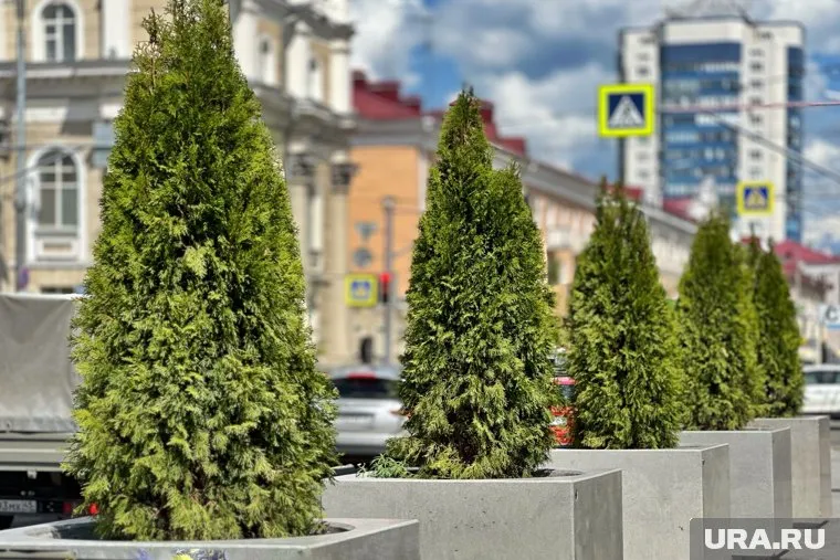 В Кургане сгоревшие туи будут восстанавливать