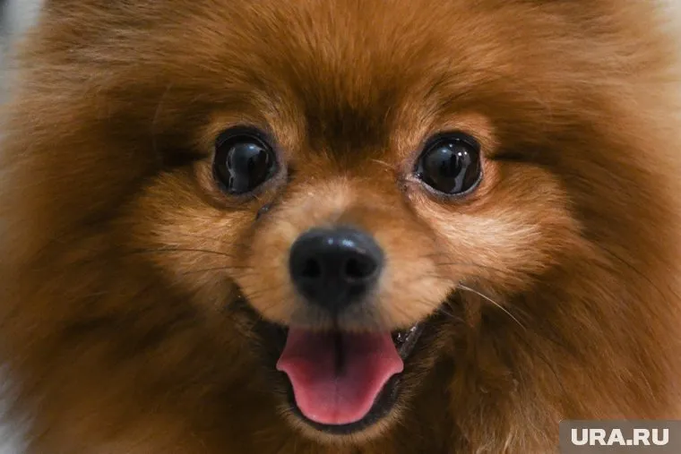 Собака выбежала на взлетную полосу во время движения самолета