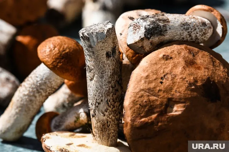 Вартовчане собирают целые ведра белых грибов и подберезовиков