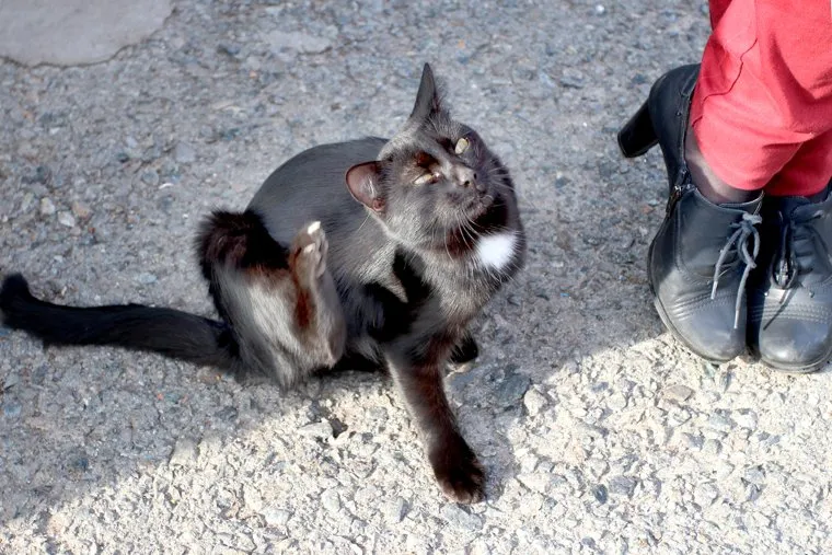 Сафакулево, деревня МартыновкаСафакулевский районКурганская обл, кошка, ноги