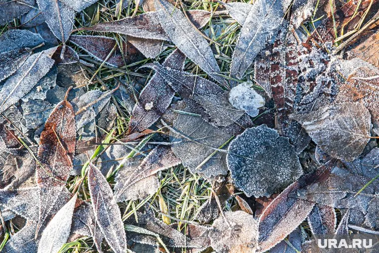 Челябинским садоводам 5 и 6 мая придется спасать посевы от заморозков