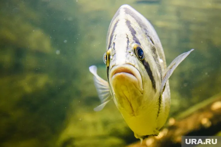 Вес пойманной рыбы составил пять килограмм