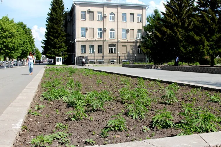 Конопля в центре городаКурган, правительство области, конопля