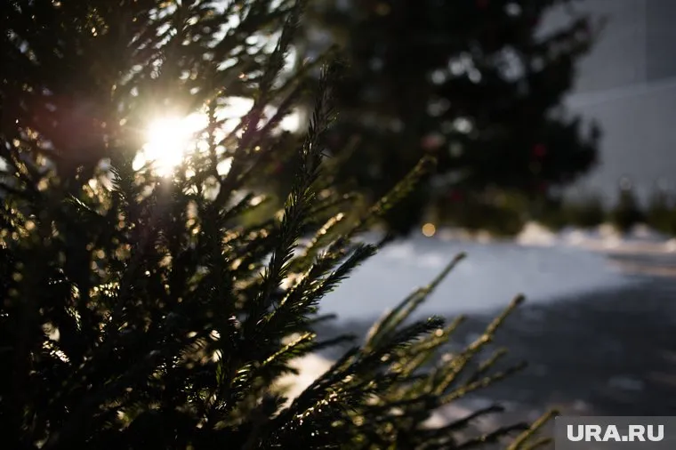 Городские власти полагают, что деревья могли вырубить на частной территории
