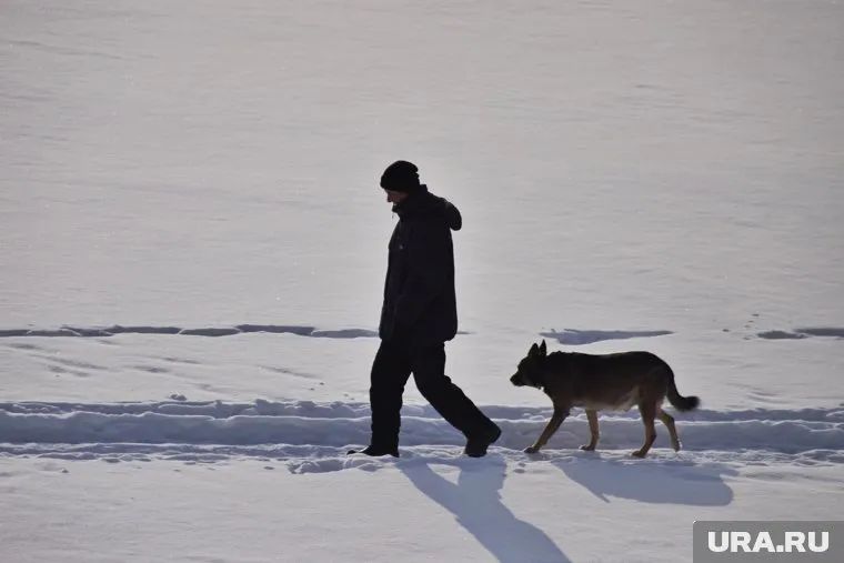 Врачи предположили, что на животное могли напасть другие собаки