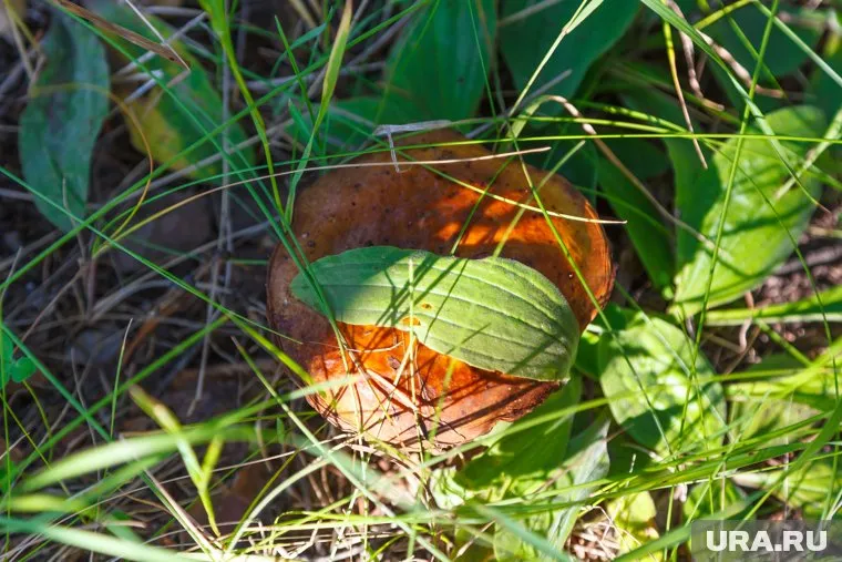 Виктор Ереклинцев назвал сбор грибов лучшим вариантом отдыха