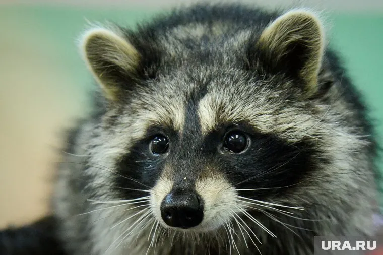 Начальник следственного отдела полиции стал жертвой «самострела»