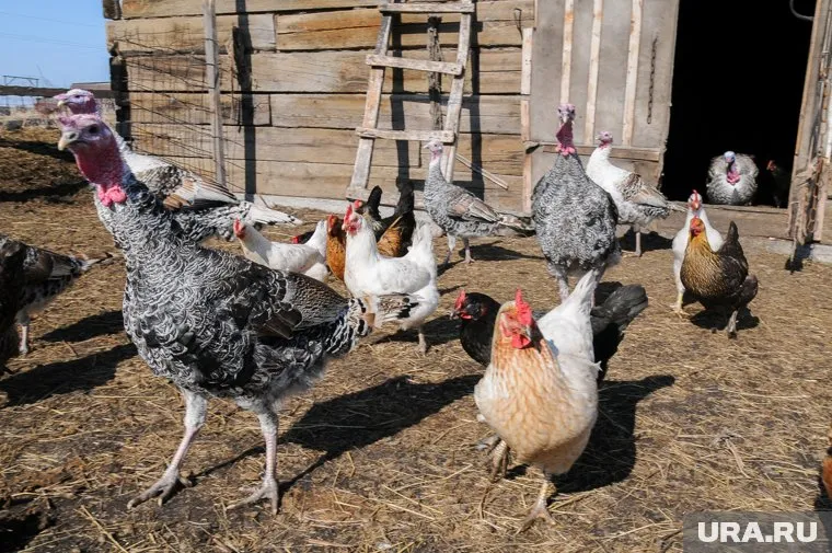 Курицам доступны человеческие эмоции