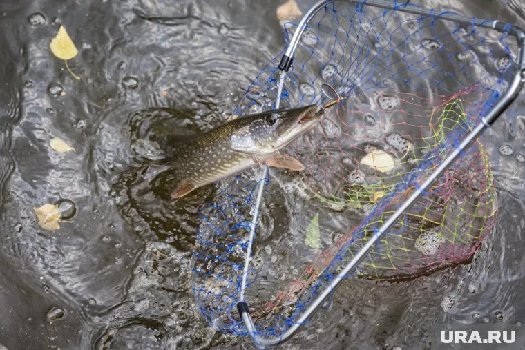 Жители Германии выловили щук весом от 3,5 до 8 кг на рыбалке в Нижневартовске