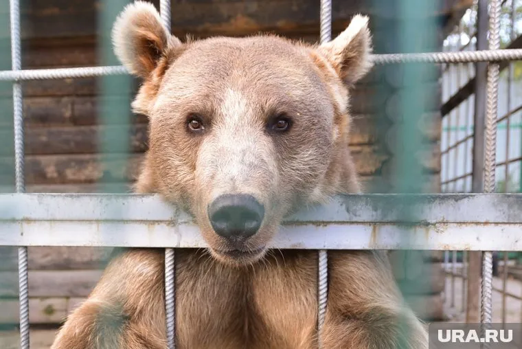 В Нижневартовске сняли на видео медведя