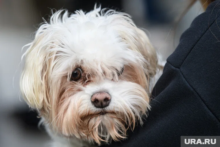 Количество объявлений о пристройстве собак увеличилось до 981 тысяч