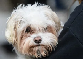 Авито: жители Тюмени стали в 10 раз чаще пристраивать кошек и собак