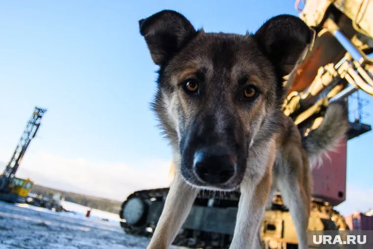 Собака выбилась из сил и не могла выбраться из воды самостоятельно (архивное фото)