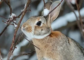 Лунный календарь садовода на декабрь 2025: лучшие дни для посадок