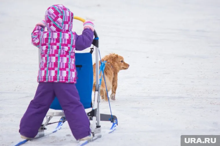 Собака одновременно друг, тренер и антистресс