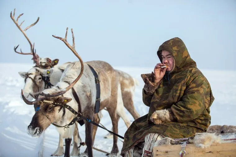Жизнь оленеводов. Сургут, оленья упряжка, курение, оленевод, ханты, кмнс