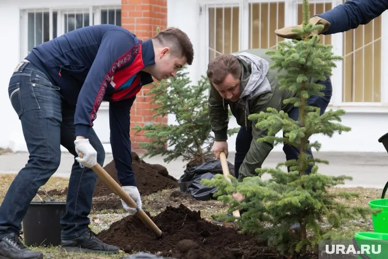 Местные деревья станут основой озеленения Ямала