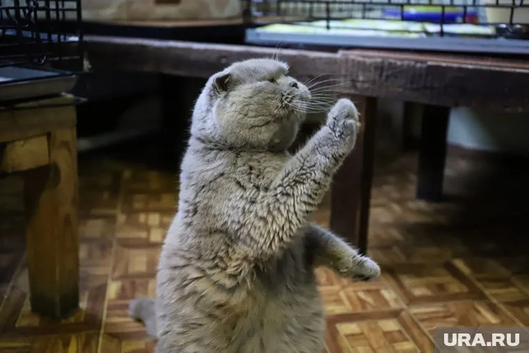 Животные будут жить в двух музеях и туристско-информационном центре