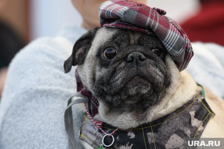 В РКФ отметили, что регистрация домашних животных повысит уровень персональной ответственности хозяина